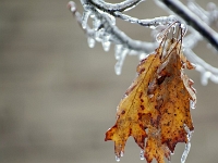 38085CrLe - Aftermath of the Ice Storm (Death of a Maple)   Each New Day A Miracle  [  Understanding the Bible   |   Poetry   |   Story  ]- by Pete Rhebergen